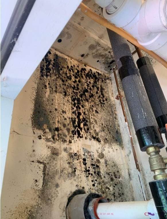 Mold Remediation